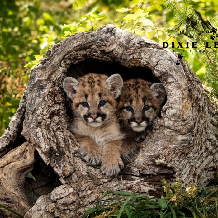 2 Babies Mountain Lion Cubs