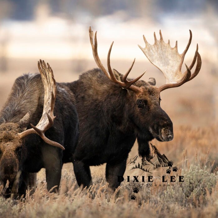2 Big Bulls Moose Tetons