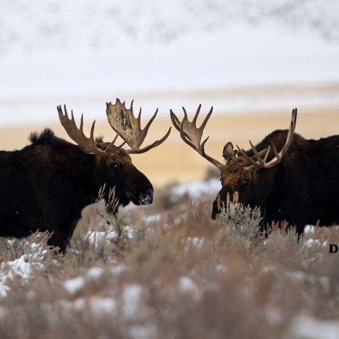 2 Bull Moose Tetons