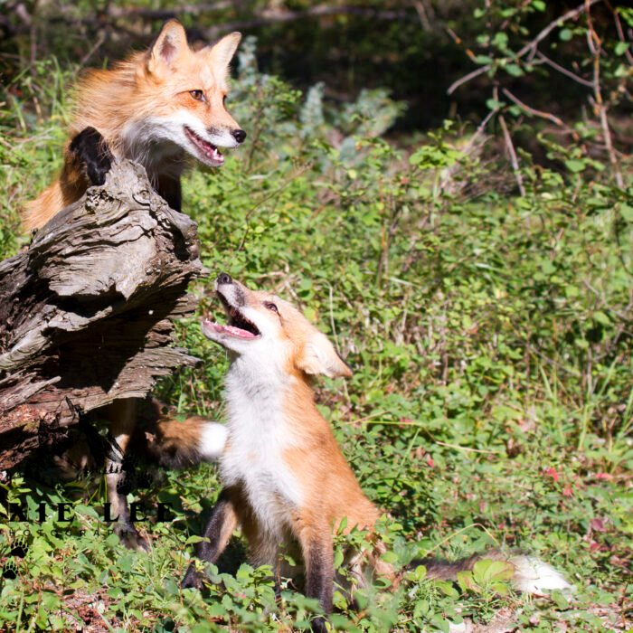 2 Red Foxes I like You