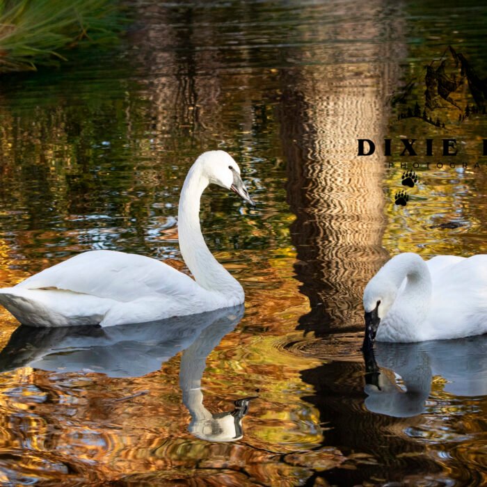 2 Swans in a Pond