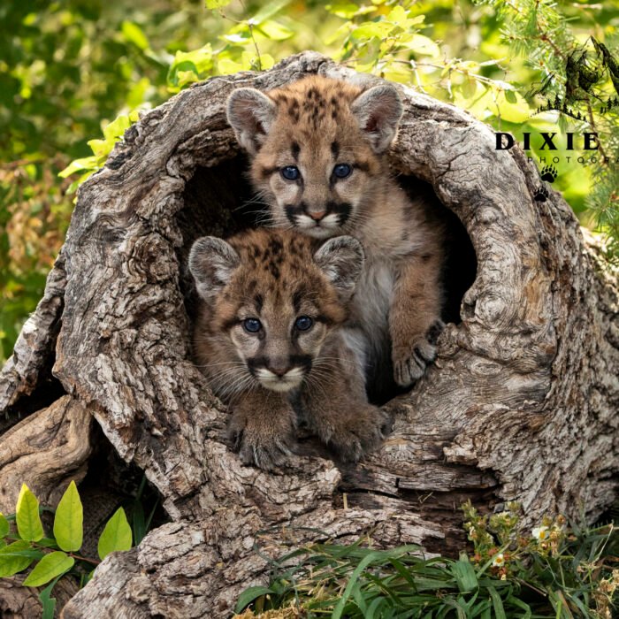 2 Mountain Lion Cubs in a Log