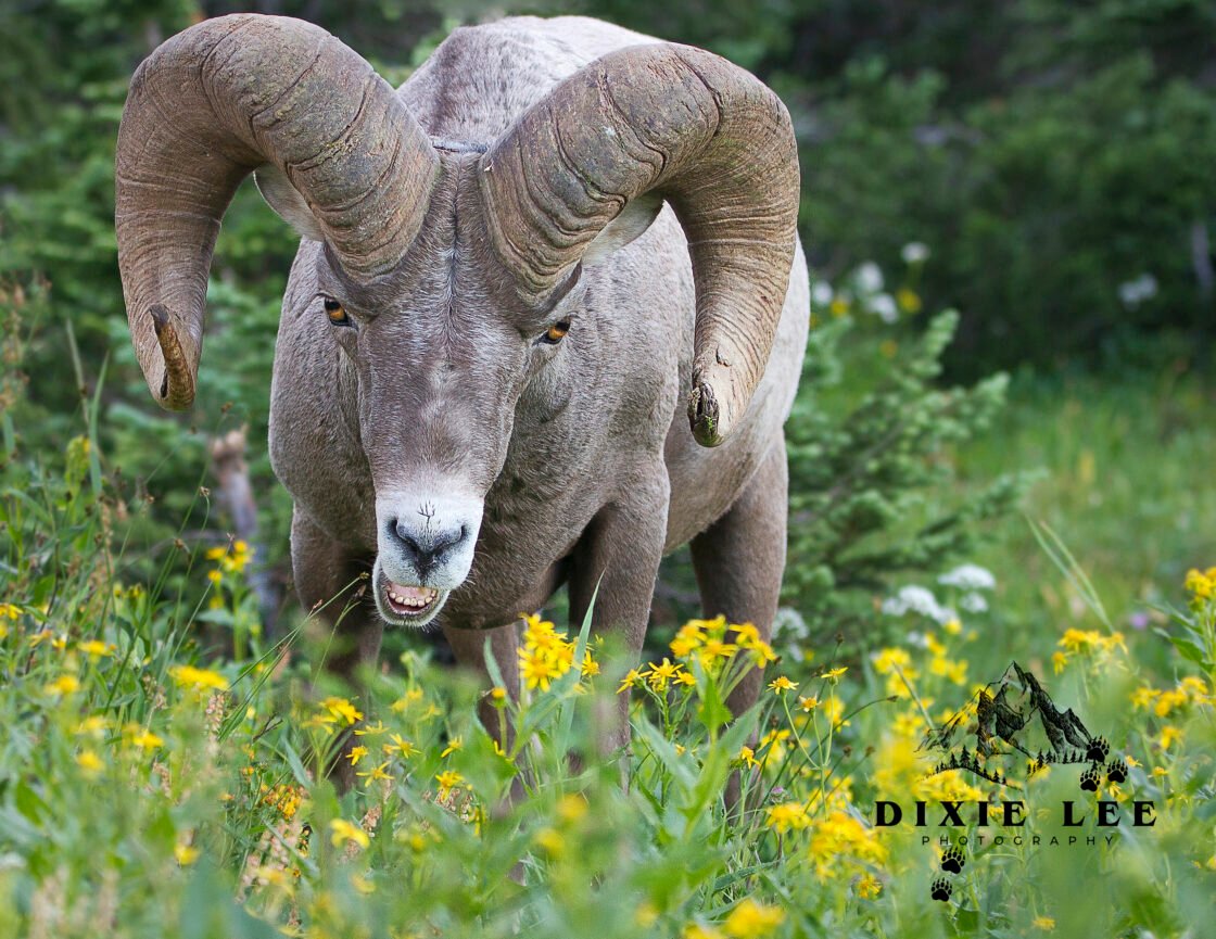 Attitude Bighorn