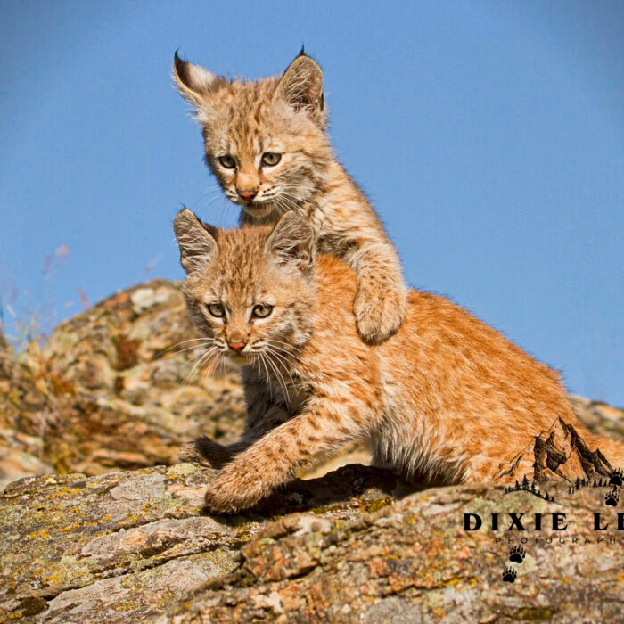 Baby Bobcat Bros