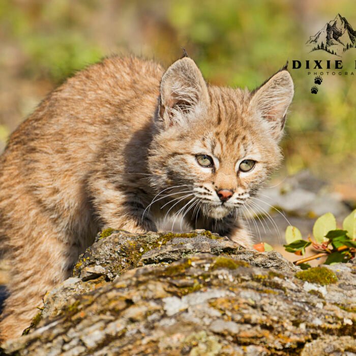 Baby Bobcat Sneak