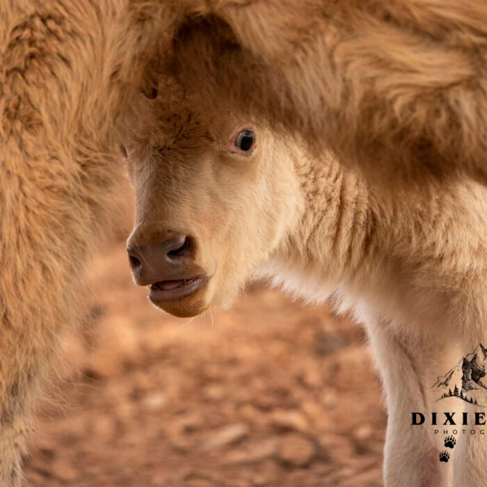 Baby White Bison Peeking