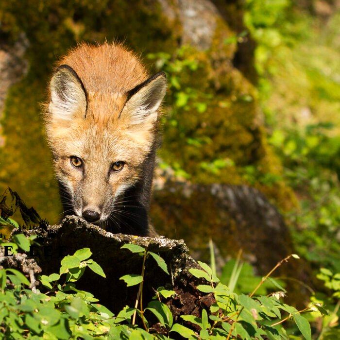 Baby Red Fox on a Log Smelling