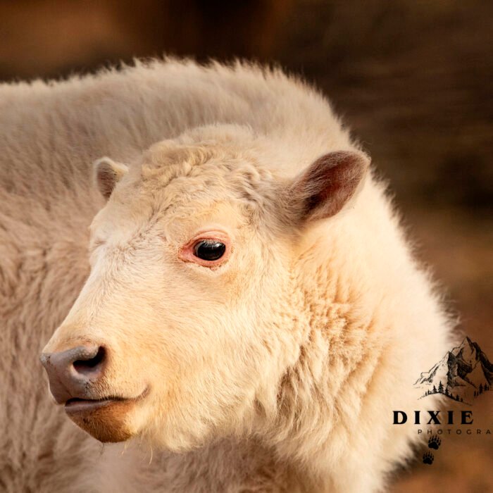 Baby White Bison Side Eye