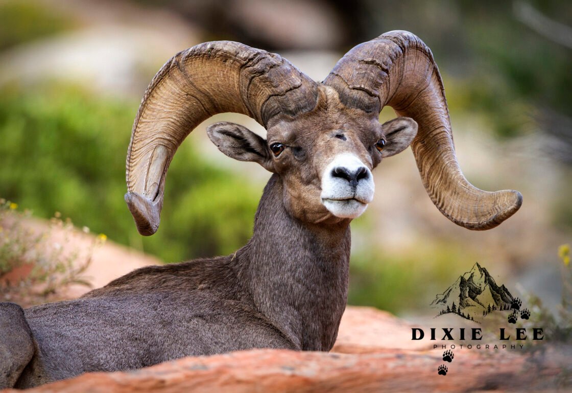 Bighorn Close-UP Zion
