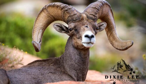 Bighorn Close-UP Zion