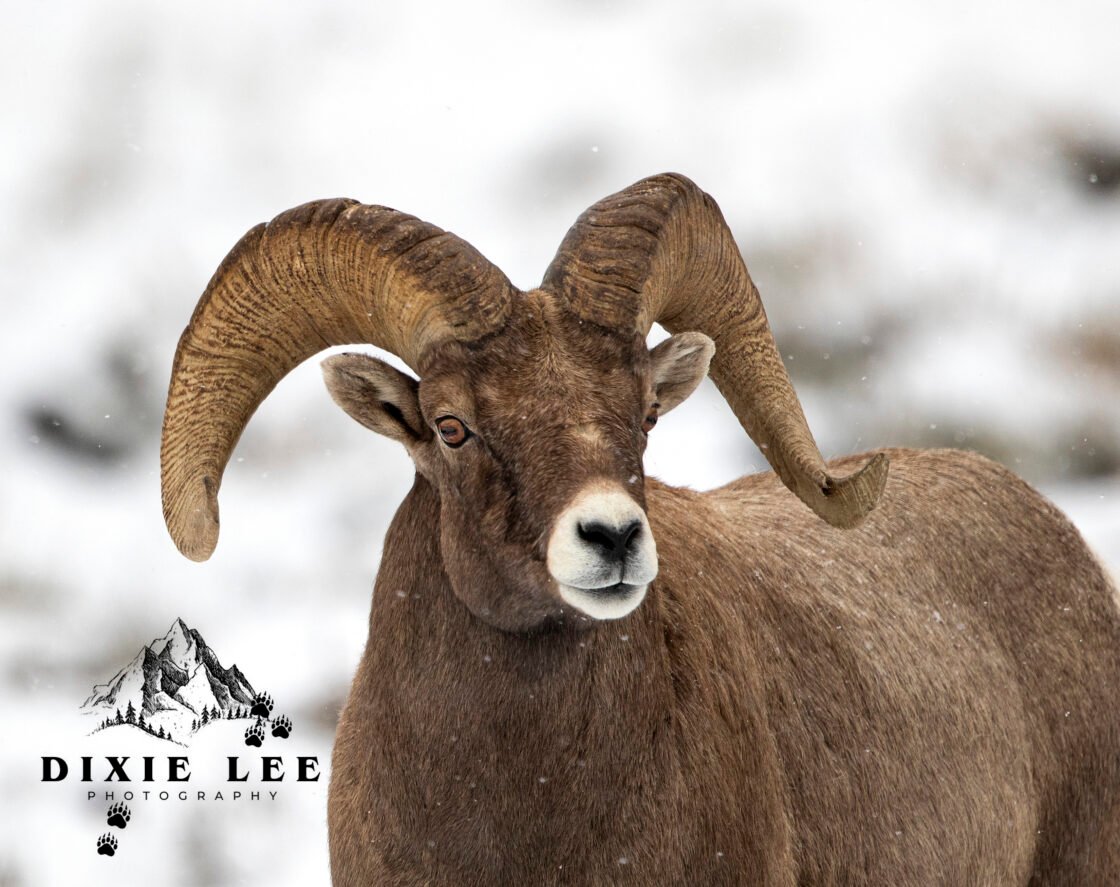 Bighorn Lookin at you! Tetons