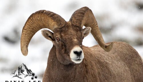 Bighorn Lookin at you! Tetons