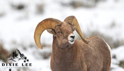 Bighorn Pretty Boy smile