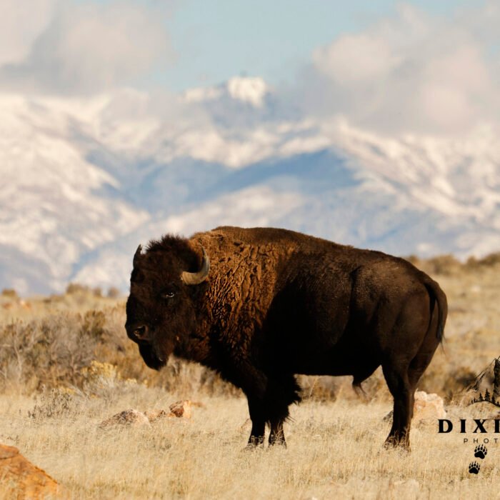 Bison Antelope Island Utah