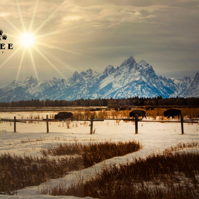 Bison Sunburst in the Tetons