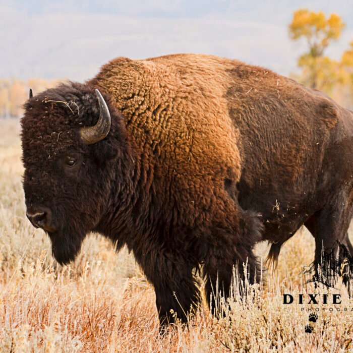 Bison Walker in Tetons