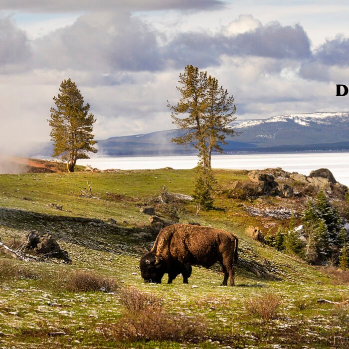Bison by Yellowstone lake