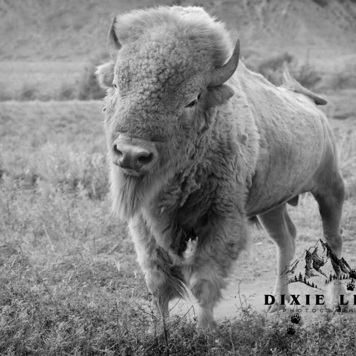 Black and white Braveheart Attitude Bison