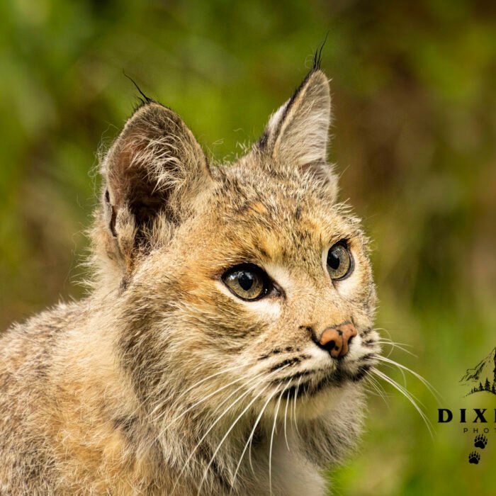 Bobcat