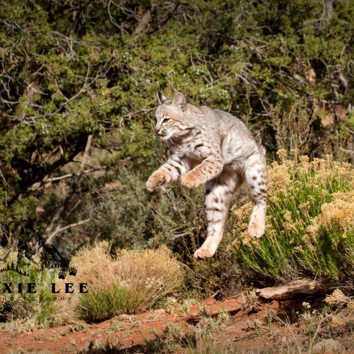 Bobcat Jump