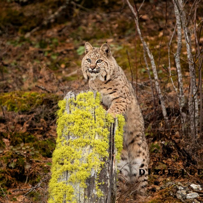 Bobcat Lichen log