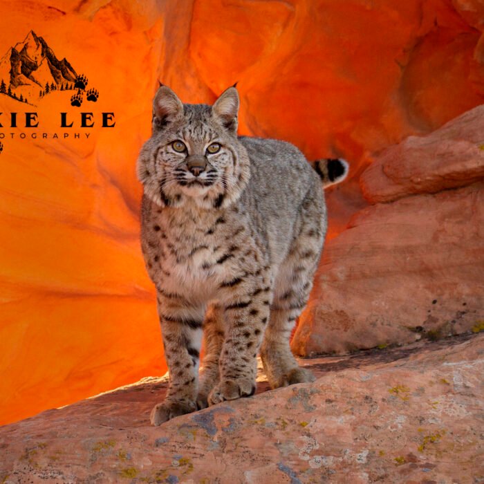 Bobcat Red Rocks
