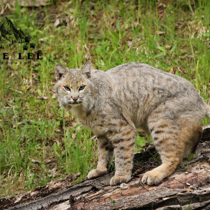 Bobcat On a Log