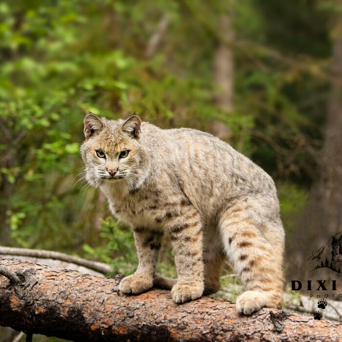 Bobcat On a Log 2