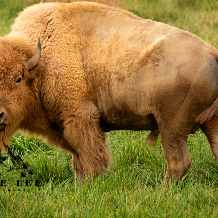 Braveheart White Bison