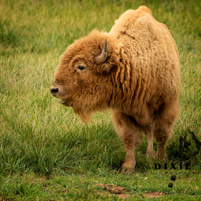 Braveheart is this my good side-Bison