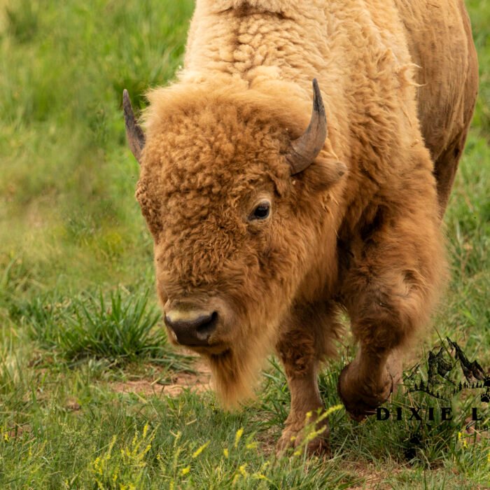 Braveheart Bison walkin towards you