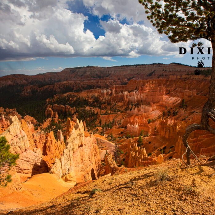 Bryce Canyon The walking Tree a Storm Rolling in