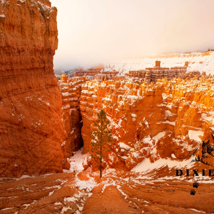 Bryce Canyon Tree and Fog