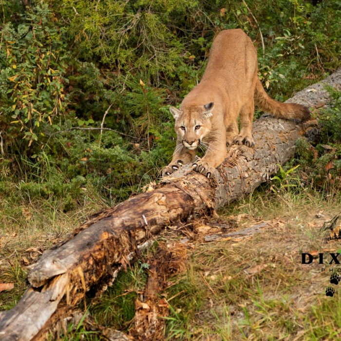 Cat Scratch Fever Mountain Lion