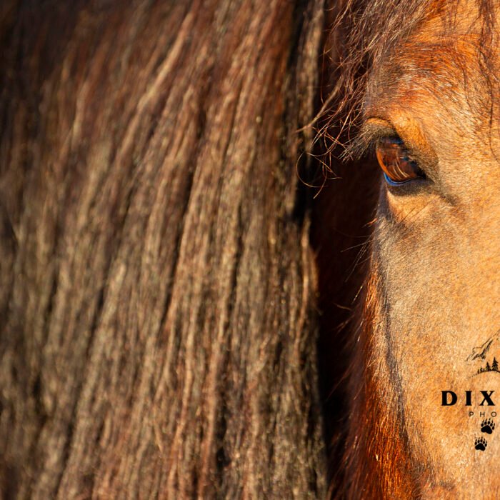 Close-Up Horse Eye