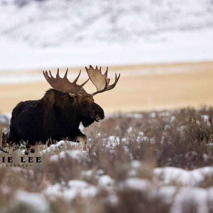 Coming Through Moose