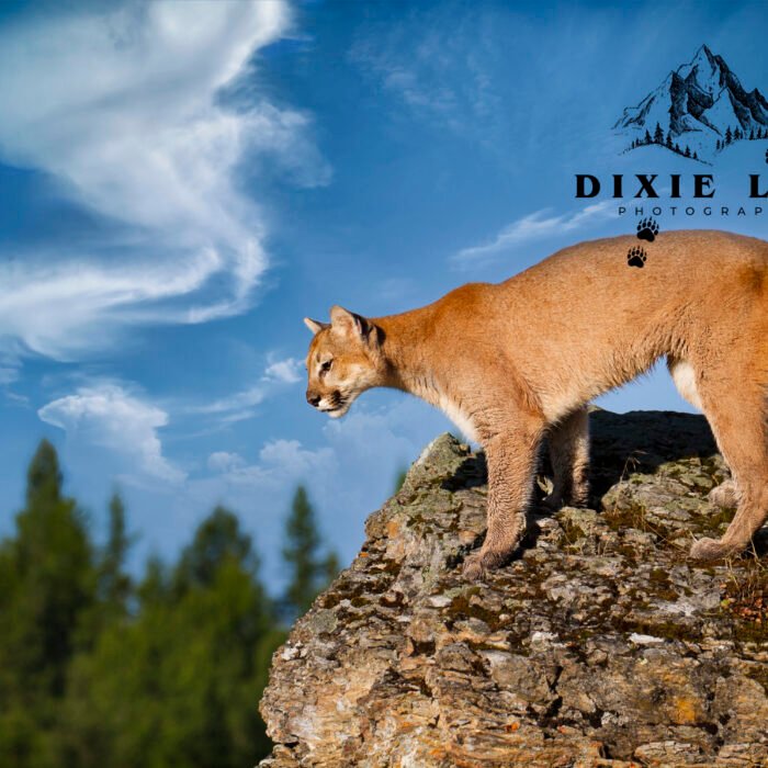 Cougar Ridge Lion