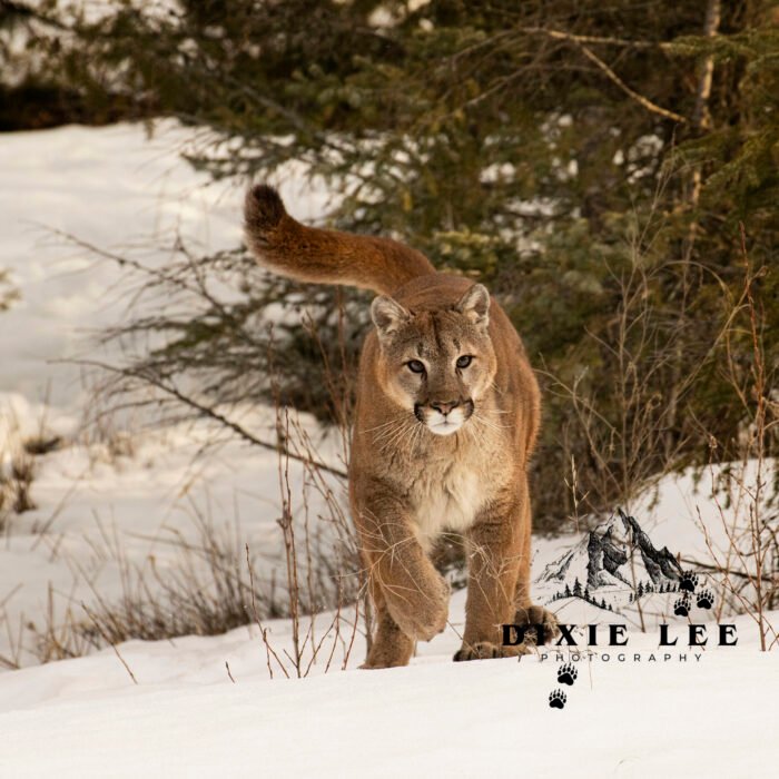 Cougar Lion in snow walk