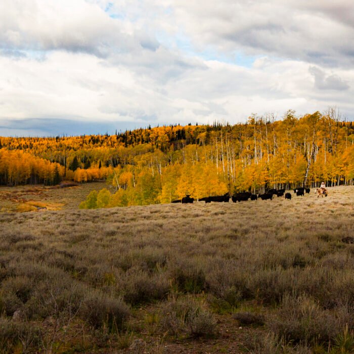 Cowboy and Cows Fall