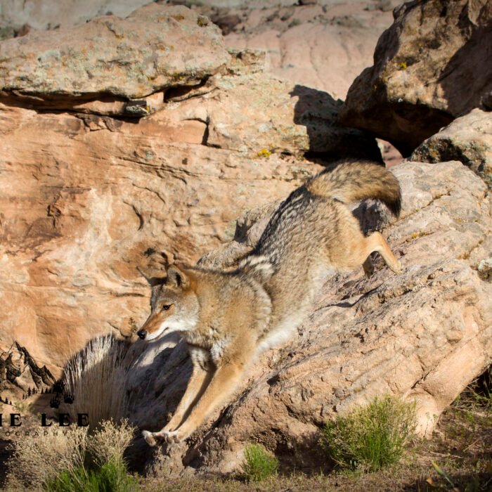 Coyote Almost Touch Down