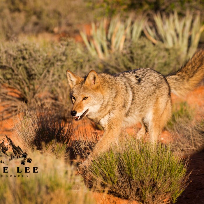 Coyote Running