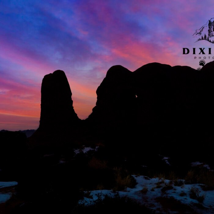 Elephants on Parade before the dawn Arches