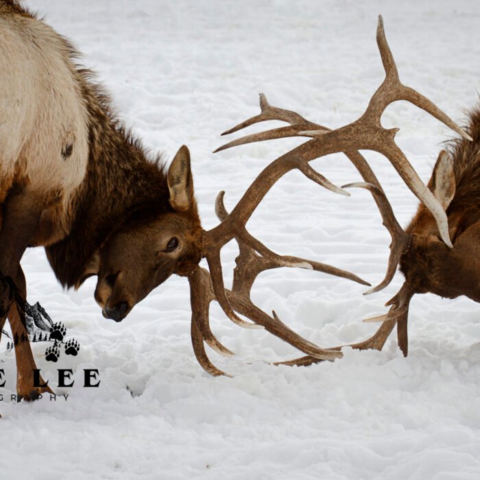 Elk Poke Your Eye Out