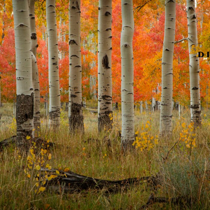 Fall Aspen Trees above Brian Head