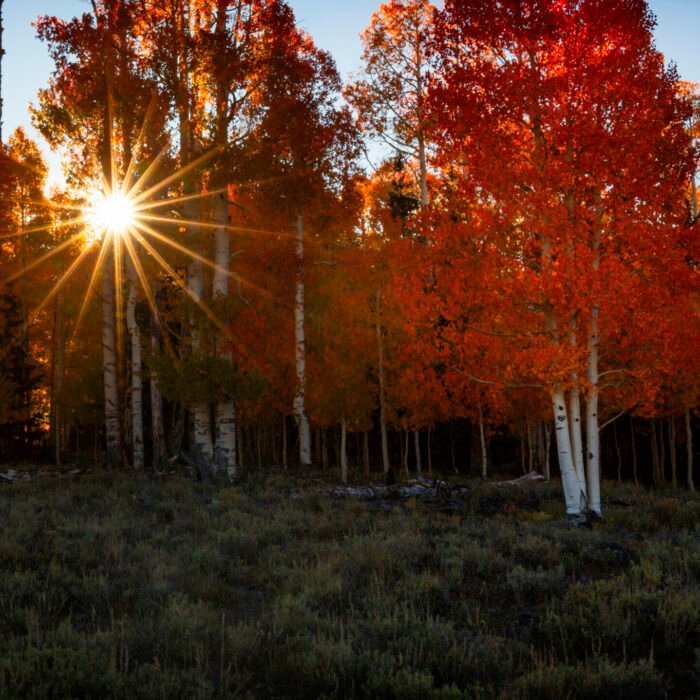 Fall Red Aspens Sunburst