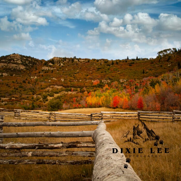 Fall Trees and Fences and Sky