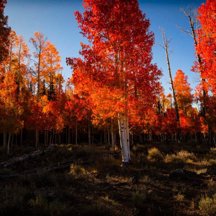 Fall Trees Sunburst Aspen 2