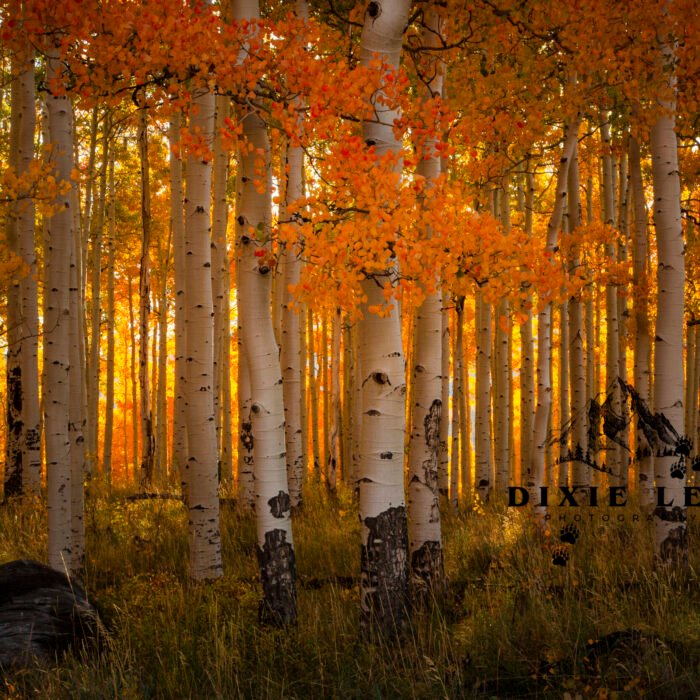 Fall Yellow Aspen Trees UT