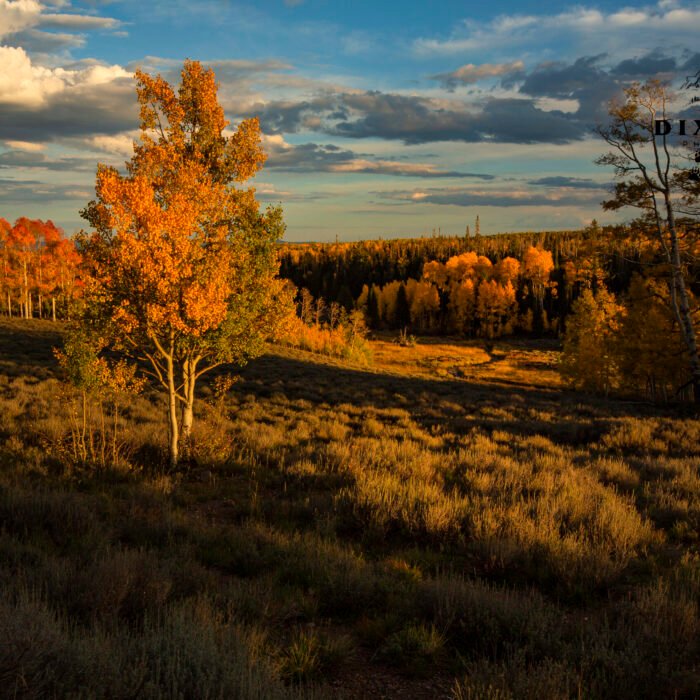 Fall Up the Mountain