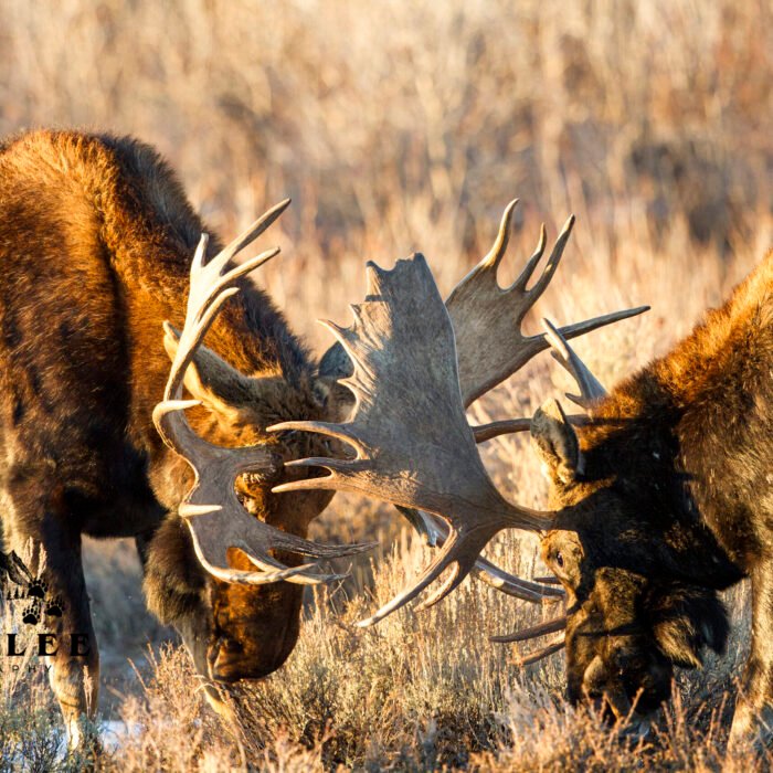 Fighting Moose Tetons